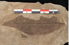 Foto (Detailansicht) von Plantae indet.  (NHMW-GEO-2024-0188-11409)